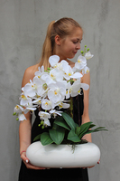 White Oval storczyk w białej podłużnej donicy wys.60cm