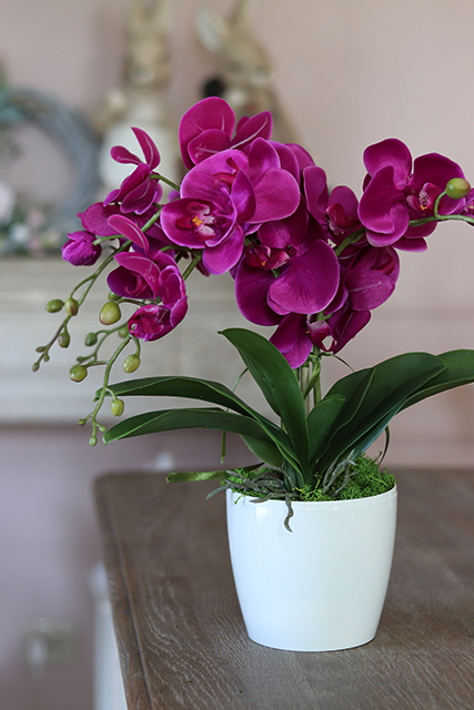 Mediolan Fuksja Mini, storczyk w osłonce z tworzywa sztucznego 1 szt., wys.42cm