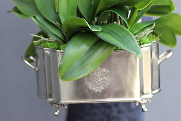 gumowy storczyk Silver Lalina w cynowanym naczyniu, wys.65cm