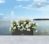 Balconera Cottage, elegancka donica z nawadnianiem, czarna, dł.50cm