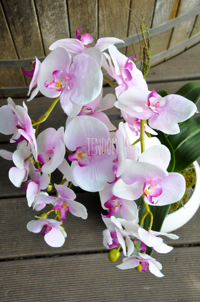 jasnoróżowy storczyk Terrance w białej donicy, wys.58cm