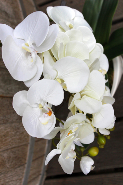 storczyk Castello w eleganckiej, asymetrycznej donicy, wys.58cm