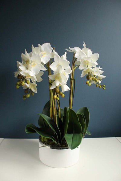 Sonata Big, storczyk w biało - srebrnej ceramicznej donicy, wys.52cm