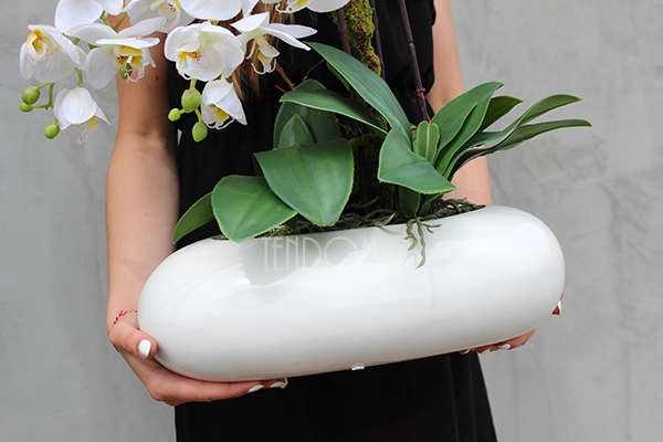 White Oval storczyk w białej podłużnej donicy wys.60cm