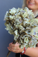 gałązka / sztuczna Hortensja, zielona, dł.52cm,1szt. 