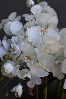 bardzo elegancki storczyk w złotej donicy, Złota Malaga, wys.62cm