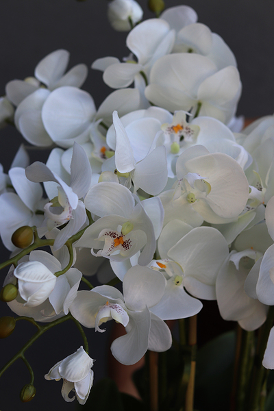 bardzo elegancki storczyk w złotej donicy, Złota Malaga, wys.62cm