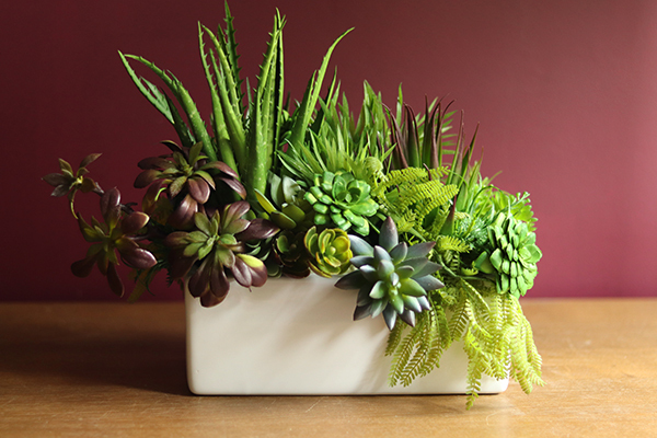 Maya, kompozycja z sukulentów, wys.35cm