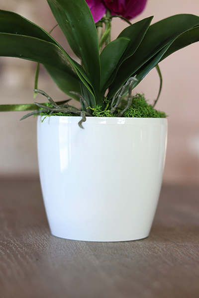 Mediolan Fuksja Mini, storczyk w osłonce z tworzywa sztucznego 1 szt., wys.42cm