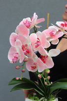 storczyk w donicy o marmurowym wzorze Pink Marble, wys.50cm