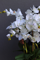 Berodino, elegancki storczyk w białej donicy glamour, wys.57cm 