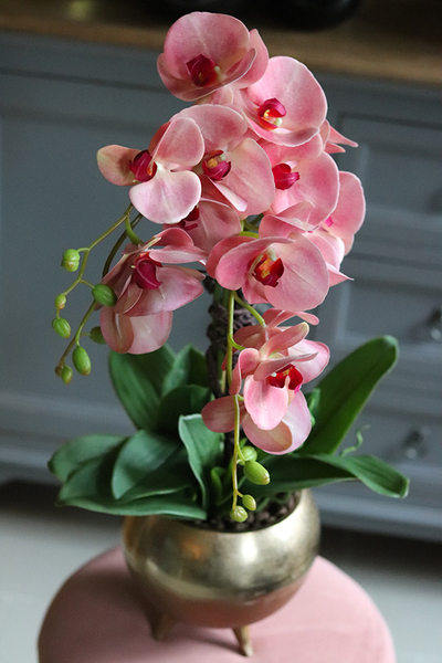 gumowy storczyk w złotej donicy, Grenallo Lucida, wys.63cm 