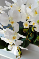 sztuczny storczyk Leo Big, wys.64cm