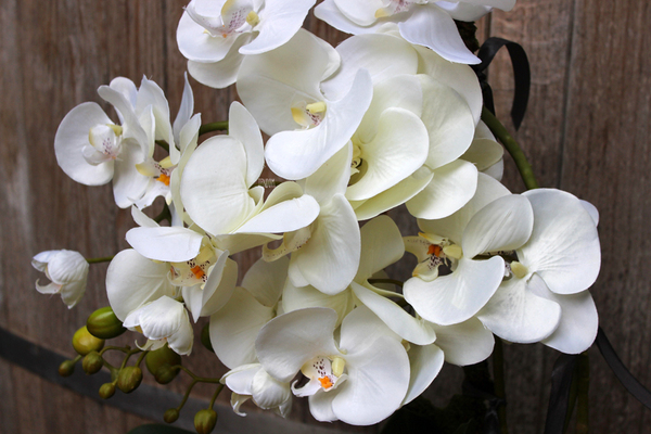 storczyk Castello w eleganckiej, asymetrycznej donicy, wys.58cm