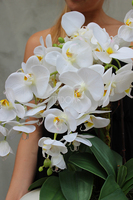 White Oval storczyk w białej podłużnej donicy wys.60cm