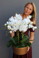 bardzo elegancki storczyk w złotej donicy, Złota Malaga, wys.62cm