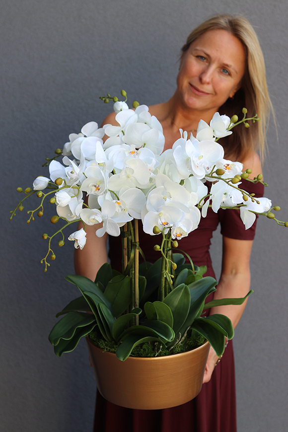 bardzo elegancki storczyk w złotej donicy, Złota Malaga, wys.62cm