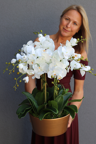 bardzo elegancki storczyk w złotej donicy, Złota Malaga, wys.62cm