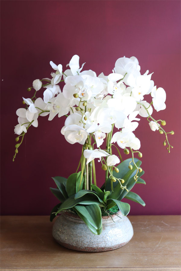 elegancki storczyk w ozdobnej donicy, Verona Largo, wys.57cm