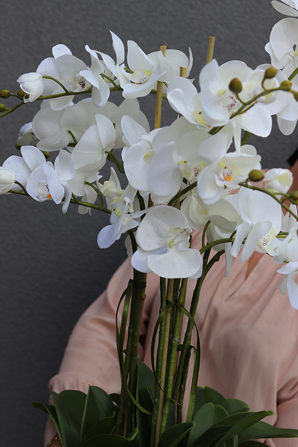 Silverro White, storczyk w stylowym, wysokim wazonie / donicy, wys.105cm