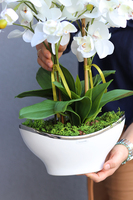 Berodino, elegancki storczyk w białej donicy glamour, wys.57cm 