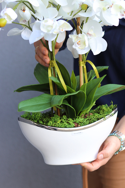 Berodino, elegancki storczyk w białej donicy glamour, wys.57cm 