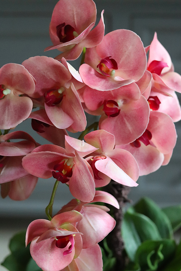 gumowy storczyk w złotej donicy, Grenallo Lucida, wys.63cm 