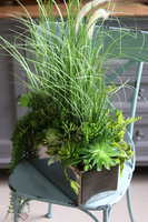 Anya Modern, kompozycja Trawy & Sukulenty w lustrzanej donicy, wys.68cm