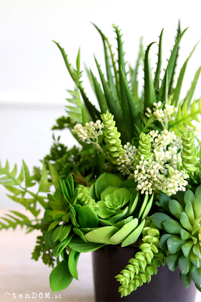 Buenos, sukulenty w czarnej donicy, wys.30cm