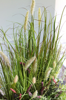 kompozycja z trawami w białej donicy, Felano, wys.76cm