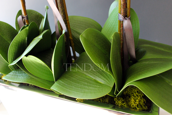 sztuczny storczyk Leo Big, wys.64cm 