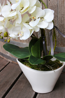 storczyk Castello w eleganckiej, asymetrycznej donicy, wys.58cm