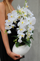 White Oval storczyk w białej podłużnej donicy wys.60cm