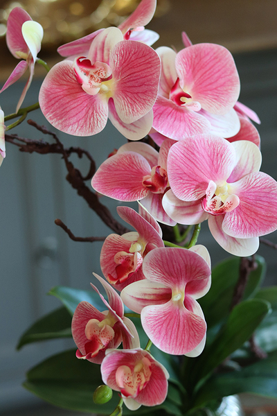 efektowny różowy storczyk w srebrnej donicy, Taona, wys.54cm 