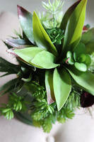 Alberto, flowerbox z sukulentów w zielonym pudełku, wys.36cm