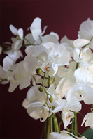 elegancki storczyk w ozdobnej donicy, Verona Largo, wys.57cm