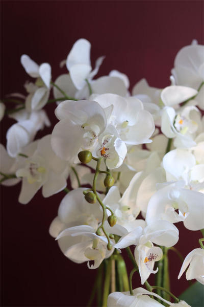 elegancki storczyk w ozdobnej donicy, Verona Largo, wys.57cm