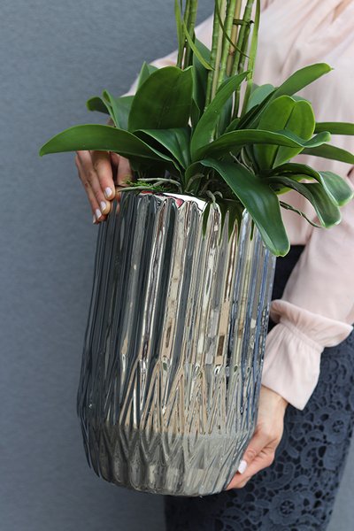 Silverro White, storczyk w stylowym, wysokim wazonie / donicy, wys.105cm