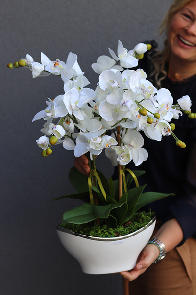 Berodino, elegancki storczyk w białej donicy glamour, wys.57cm 