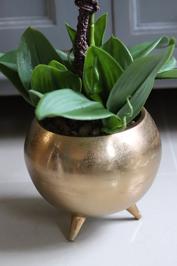 gumowy storczyk w złotej donicy, Grenallo Lucida, wys.63cm 