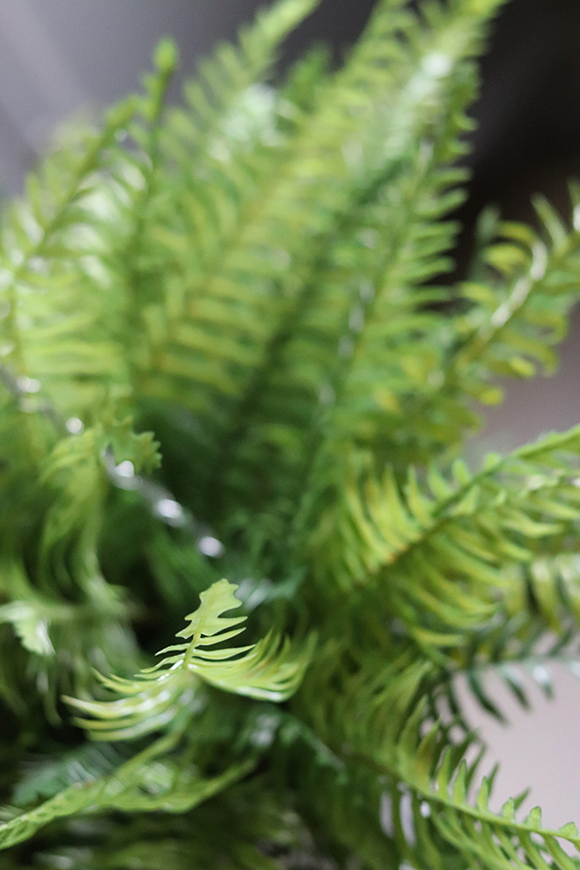 kompozycja w wiszącej donicy, Paproć Rella, wys.38cm