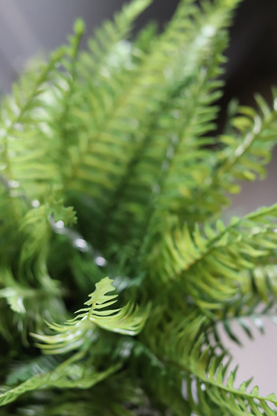 kompozycja w wiszącej donicy, Paproć Rella, wys.38cm