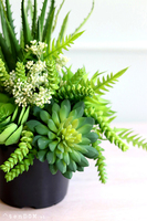 Buenos, sukulenty w czarnej donicy, wys.30cm