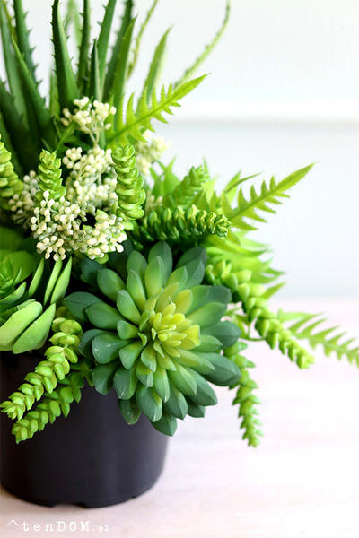 Buenos, sukulenty w czarnej donicy, wys.30cm