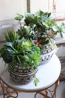 Boho Basket B, kompozycja sukulenty w donicy - koszu, wym.27x32cm