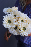 Gerbery Flamenco, bukiet waniliowych kwiatów, dł.51cm