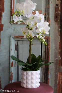 gumowy storczyk Retania w białej donicy, wys.64cm 