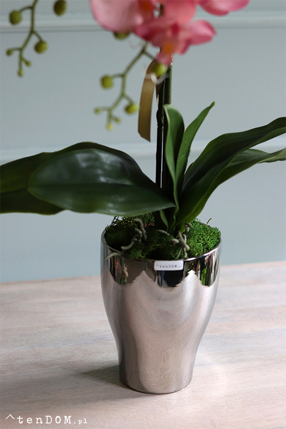 Luciende, różowy storczyk w srebrnej donicy wys.64cm