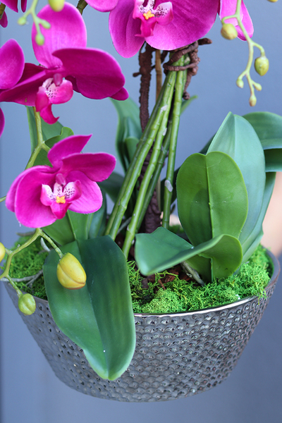 Fuksja Liwona, elegancki storczyk w srebrnej ceramicznej donicy, wys.60cm