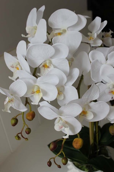 Kollessa, sztuczny storczyk w oryginalnej donicy, wys.66cm 